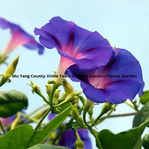 Grote Morning Glory Zaden Olie Klimplant Hangende Balkon Patio Hekwerk Internet Hit Hot Item - Product Image 3