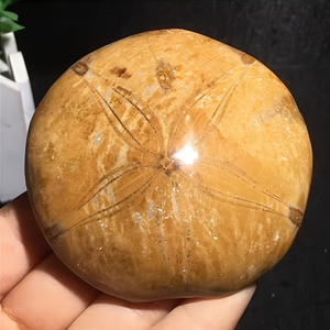 Tự nhiên Cổ Đại biển echinoderms hóa thạch (nhím biển sao biển) mẫu vật đá thô trang trí địa chất, 6-8 cái/kg - Product Image 4