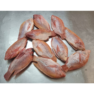Tilapia Roja congrelada <span class=keywords><strong>rosa</strong></span> Tilapia congelato <span class=keywords><strong>pesce</strong></span> Tilapia rosso congelato - Product Image 3