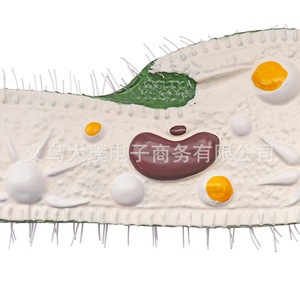 Modèle Paramecium : Un modèle de recherche et de démonstration pour l'enseignement de la biologie en classe au collège et au lycée. - Product Image 2