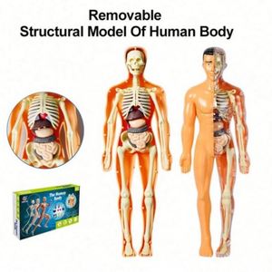 Modèle 3D de Torse Humain pour Enfants, Squelette Anatomique, Kit d'Assemblage d'Organes DIY, Jouet Éducatif, Outil Pédagogique Durable, Anti-Stress, pour l'Extérieur - Product Image 5