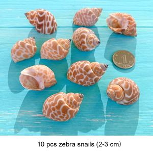 Mezcla de Conchas Marinas Pequeñas, Lote de Conchas Marinas Diminutas, Decoración para Bodas en la Playa, Conchas Marinas para Manualidades - Product Image 2