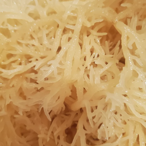 Mousse de mer séchée au soleil Eucheuma Cottonii | Top Export Standard - Product Image 2