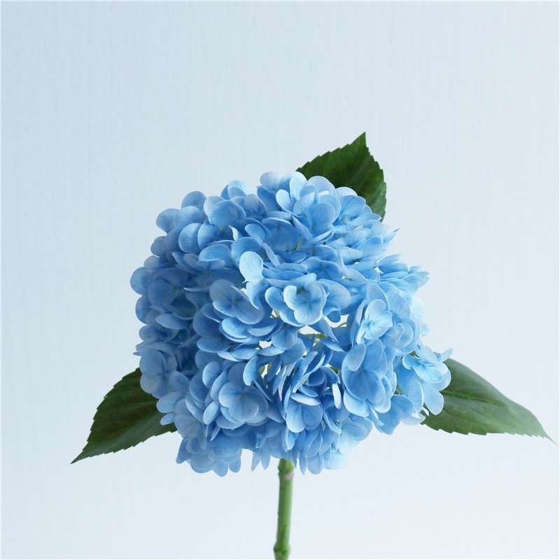 Blu-chiaro