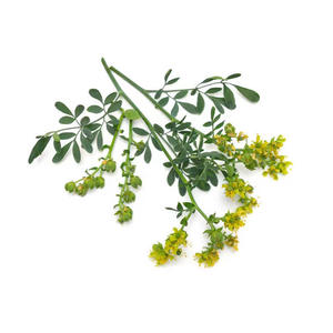 Vendita calda per uso alimentare solubile istantaneo 100% multiuso naturale di alta qualità rutina in polvere - Product Image 2