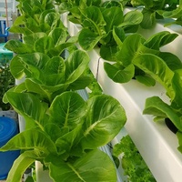 Système de culture hydroponique verticale NFT commercial pour la laitue et le chou frisé en serre