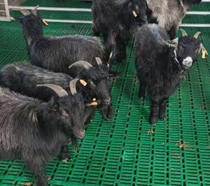 Trang Trại Dê Nhựa Sàn Đá Đen Cừu Chăn Nuôi Bán Buôn Nhà Máy Trung Quốc Nhà Máy Nhựa - Product Image 1