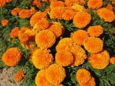 Натуральный экстракт ноготки Tagetes Erecta экстракт Лютеина 5%-80% - Product Image 5