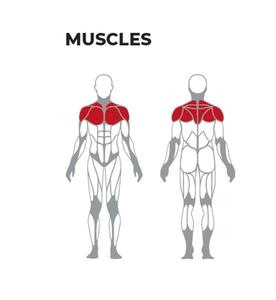 Appareil de musculation professionnel robuste avec dossier |   Appareil d'entraînement des muscles du dos, Équipement de musculation du dos pour salle de sport, Machine de fitness commerciale pour le dos - Product Image 5