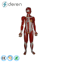 Maniquí de 170 cm de Tamaño Real del Sistema Muscular Humano, Modelo de Órganos Internos, 27 Partes, Figura Anatómica Muscular de Silicona Suave, Uso Médico