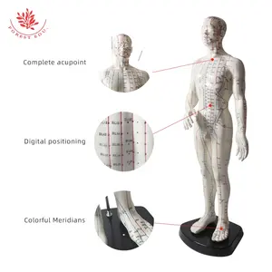 FOREST Medical Science 50cm Size Human Acupuncture Model with English Code for Traditional Chinese Rehabilitation Medicine Usage