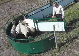 Nouvelle Caisse de Manipulation et de Transfert Professionnelle pour Moutons et Chèvres, Robuste, Galvanisée à Chaud, Blanche, pour l'Élevage - Product Image 5