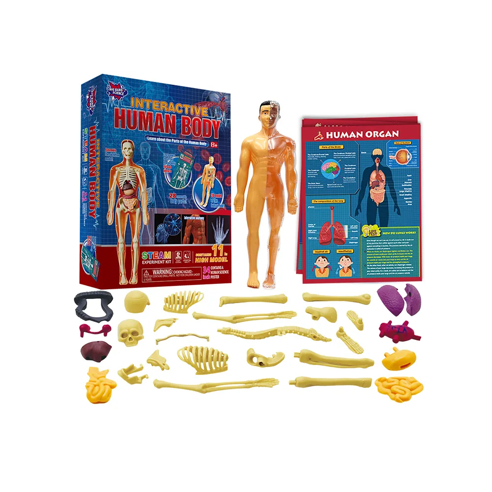 Stem Kids Science Kits Medical Anatomical Model Hot Sale Human Body Muscles With Internal Organ Model Muscle