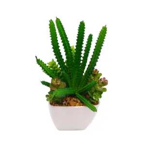 Succulent cactus Plants office decoration plants Assorted cactus plant succulents with Ceramic Planter Pots