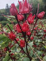 Approvisionnement en usine pas cher prix haute qualité Roselle séchée fleurs d'hibiscus thé d'hibiscus