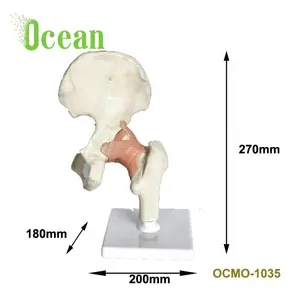 Modèle articulaire pour hanches humains, squelette, enseignement du corps humain, 1 pièce, anatomie, pour la médicale