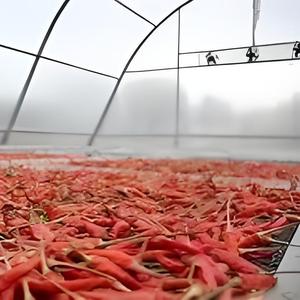 Séchoir <span class=keywords><strong>solaire</strong></span> tunnel en acier galvanisé à chaud avec couverture en tôle PC, grande taille <span class=keywords><strong>pour</strong></span> le séchage des légumes - Product Image 4
