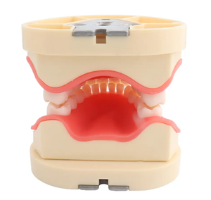 Modèles dentaires pour enfants, 24 dents de lait détachables, modèles d'enseignement oral pour hôpitaux et écoles dentaires - Product Image 6