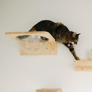 OEM ODM Estante para gatos montado en la pared Cama de madera ecológica natural Percha Esfera de plástico Muebles de juego Gato Mascota Juguetes de movimiento interactivo - Product Image 1