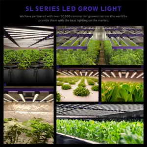 Luz de cultivo Led Seednleaf para tienda de interior que crece espectro completo 800W 1000W IP65 Luz de cultivo Led de aluminio