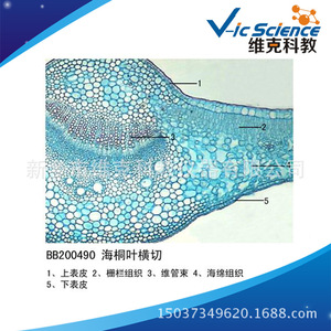 Cross section of Pittosporum tobira leaf; plant slide; leaf and leaf metamorphosis; biological section specimen; <b>microscope</b> - Product Image 5