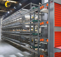 Système de cages automatiques pour volailles de type H, galvanisé à chaud, antirouille, pour fermes avicoles - Disponible à la vente immédiate