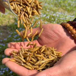 Vers à 100% naturels en vrac, riches en calcium, insectes comestibles, larves de mouches soldat noires séchées pour poissons et poulets - Product Image 2
