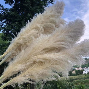 Herbe de la Pampa Séchée de Haute Qualité, Écologique, Grande et Moelleuse, Plus de 120 cm, pour Décoration Bohème et Aménagement Intérieur d'Événements, Vente en Gros - Product Image 1