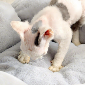 Einfaches und Stilvolles Herbst-Warmes Plüsch Katzen- und Hundebett Kaninchenfell Rutschfest Halbgeschlossen Einfarbiges Katzen- und Hundebett - Product Image 3