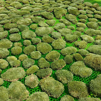 Moss Vente en gros de mousse de renne naturelle préservée produite au Yunnan Dry Bun Moss Décoration des murs
