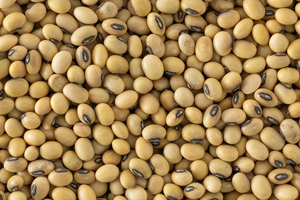 Soja de Tanzania, Sin GMO, Alto Contenido Proteico, Grado A, Soja Cruda, Suministro a Granel - Product Image 3