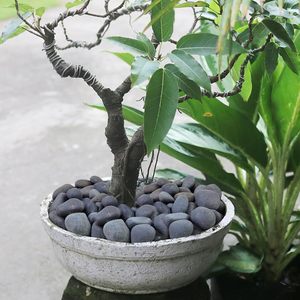 Hisredsun Natural Stone <strong>Painting</strong> <strong>Pebbles</strong> Smooth Large River Stones 5-8cm 48 Pieces for Fish Tank Decoration - Product Image 6