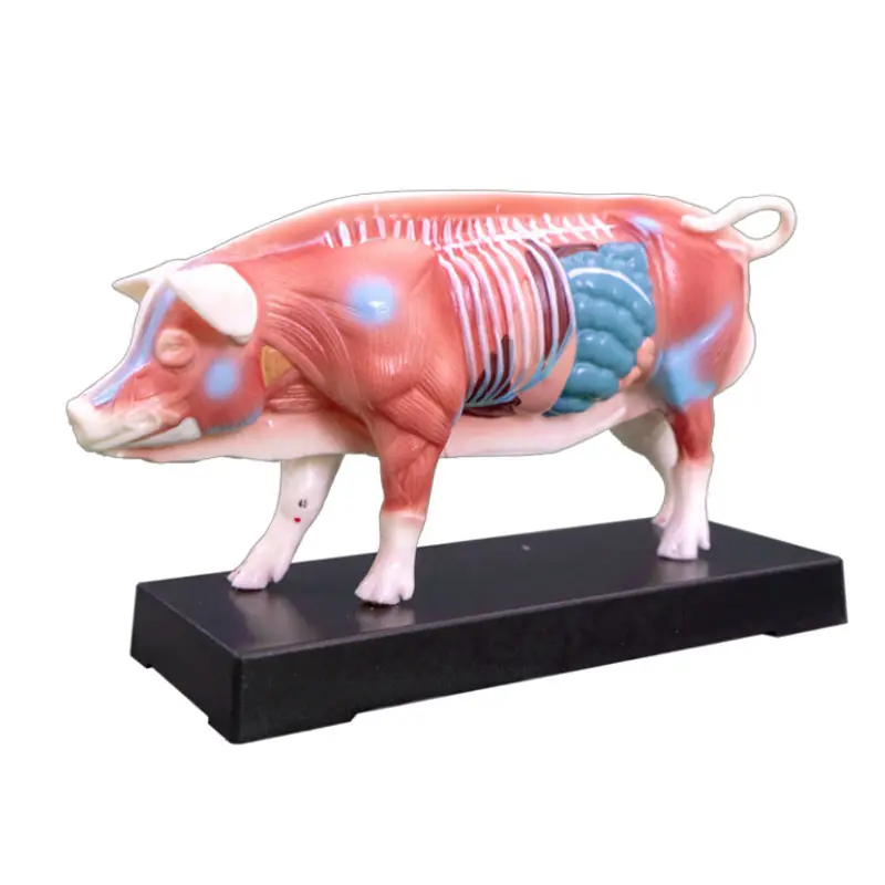 Medical Education Animal Anatomical Models Veterinarian Pig Acupuncture Model