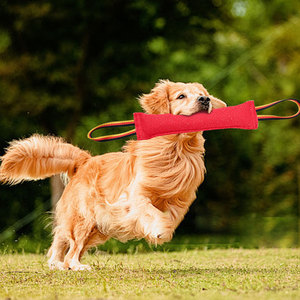 Juguete Resistente a Mordidas para Perros, para Entrenamiento, Limpieza Dental y Juego Interactivo (Modelo XD143) - Product Image 4