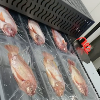 Mesin Pembungkus Vakum Otomatis Elemotion untuk Termoforming, Pengisian, dan Pembungkus Makanan seperti Bakso Ikan, Daging Sapi, Makanan Laut, Mentega, dengan Film Stretch Food-Grade