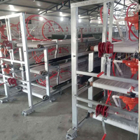 Cages en batterie poules pondeuses 1000 poules pondeuses cage avec collecte d'œufs ferme avicole