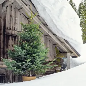 Oro esterno argento solido facile decorazioni da tavolo Base per le feste pino supporto albero di natale sta per spazio vitale