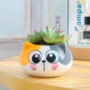 Pot de plantes fleurs Cactus en céramique, Design personnalisé de haute qualité, bon marché pour la décoration de <span class=keywords><strong>jardin</strong></span> - Product Image 6