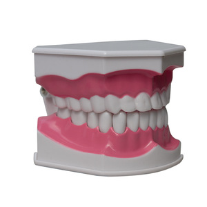 2x Modèles dentaires, brosses à dents et modèles pédagogiques, prothèses dentaires et instruments dentaires, équipement et accessoires de thérapie buccale - Product Image 3