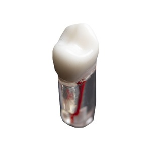 Root Canal Tooth Model for Exam Practice Resin Tooth Extracted Pulp Chamber Opening Particle <b>Oral</b> <b>Therapy</b> <b>Equipment</b> <b>Accessory</b> - Product Image 3