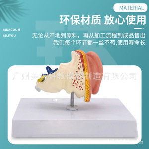 Modèle anatomique d'oreille humaine grandeur nature : un modèle de structure et d'anatomie de l'oreille humaine à l'échelle 1:1, soigneusement rédigé par des médecins. - Product Image 2