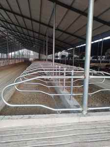 Cages préfabriquées pour animaux à structure en acier Maison de ferme pour vaches et atelier pour chevaux - Product Image 5