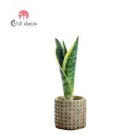 Pot de fleurs en ciment vert Style rétro européen, plante pour la décoration de jardin