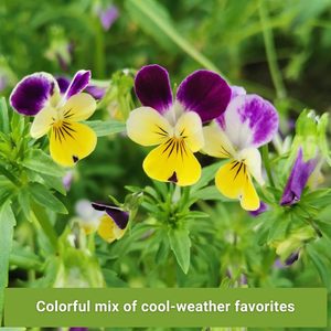 Confezioni di Semi Biologici Non-OGM di Varietà Tradizionali per Fiori Primaverili e Autunnali: Pansie, Violette, Lupini da Giardino - Product Image 6