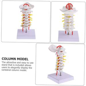 Instrumen pengajaran sains medis kelas medis <span class=keywords><strong>Model</strong></span> ramah lingkungan PVC <span class=keywords><strong>Model</strong></span> tulang belakang tengkuk anatomis untuk penelitian pendidikan - Product Image 4