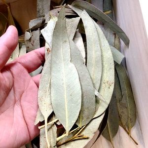 Feuilles d'eucalyptus robusta séchées entières, naturelles et brutes, de Da Ye an, en vente - Product Image 3