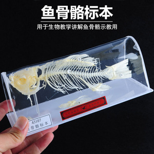J43106 Espécimen de esqueleto de conejo; 43107 Esqueleto de pez; 43109 Esqueleto de paloma; Experimento de biología para la enseñanza en la escuela secundaria - Product Image 3