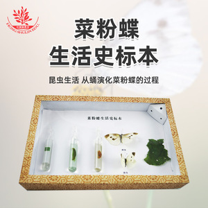 Especímenes de insectos, historias de vida de la mariposa blanca del repollo, especímenes para educación científica, biológicos de animales e insectos - Product Image 3