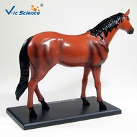 Modèle anatomique de squelette musculaire de cheval en plastique 4D, très vendu, avec des animaux, aides pédagogiques médicales