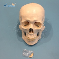 Modelo de Esqueleto Humano Desarticulado Completo, Huesos Sueltos Separados del Cuerpo Entero, Modelo de Enseñanza Médica de Anatomía